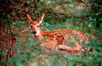 spotted fawn.jpg