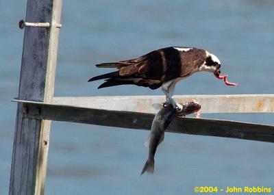 Osprey 2