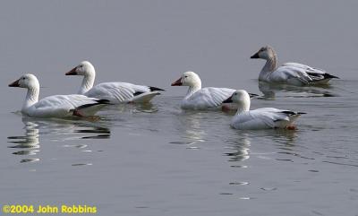 Snow Geese