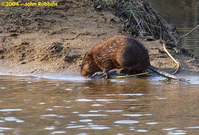 Muskrat