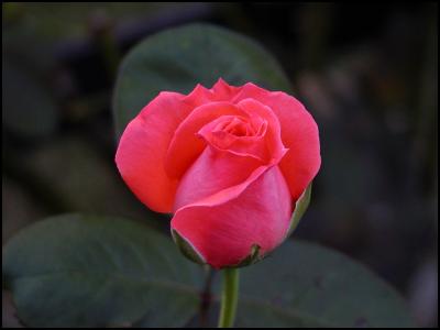 Red Rose