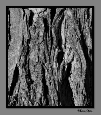 Bark and Textures