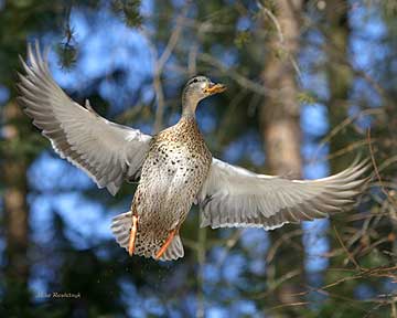 In Her Full Glory - Duck