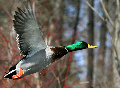 Noon Mallard Express