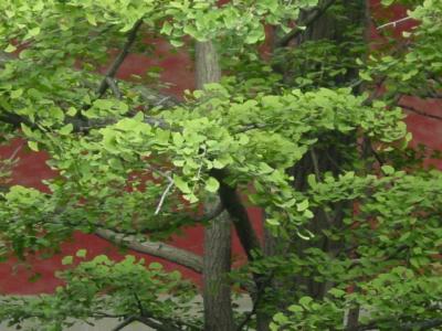 maidenhair tree