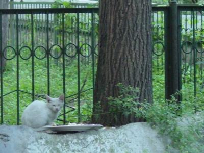 cat with her free food