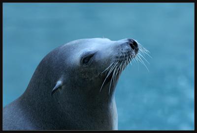 u42/magnetic9999/medium/39692469.sealion01_web.jpg