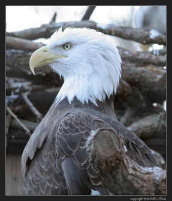 bald eagle