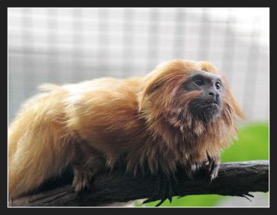 tamarind