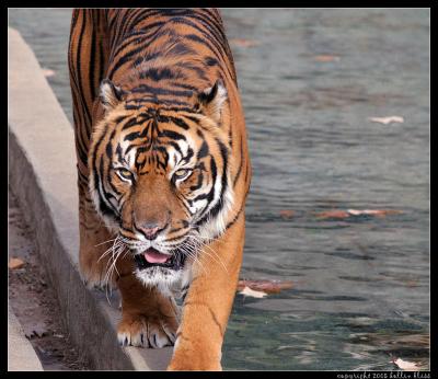walking tiger