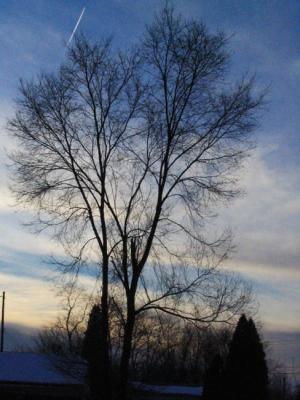 Winter Evening