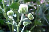 chrysanthemum buds
