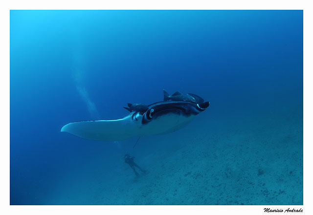 Manta birostris
