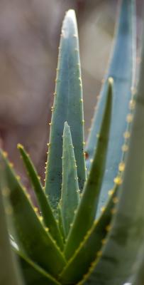 Aloe Stalk