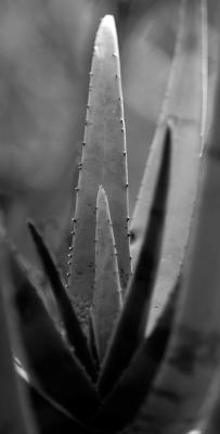 Aloe Stalk (B&W)
