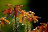 Orange Flowers