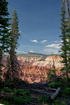 Trees at Cedar Breaks