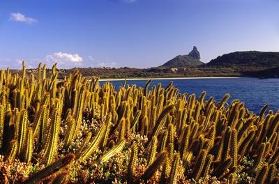 Cactus of noronha island, Sueste beach