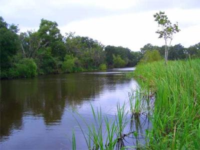 looking for alligators