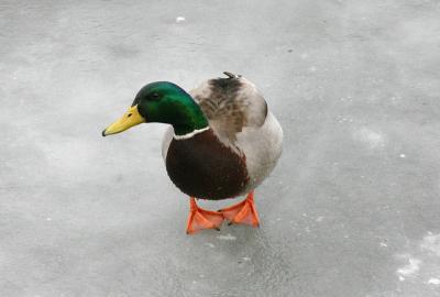 Duck walk