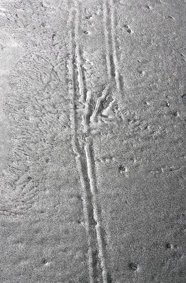 Tracks in ice