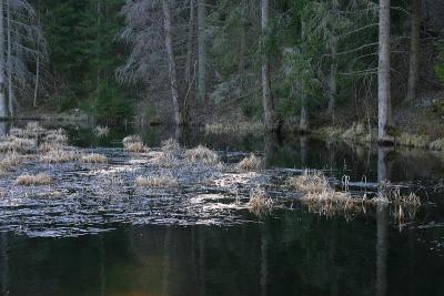 The small pond in the forest