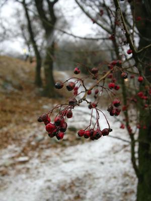 Feb 10: Cold berries