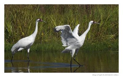 Whooper pair 3a.jpg