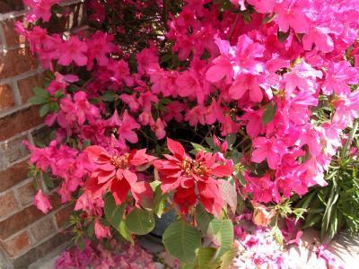 Poinsettia amongst the Azaleas