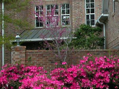 redbudtree_Azaleas.jpg