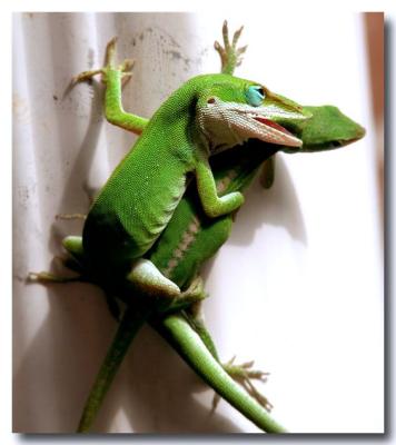 Lizard Love