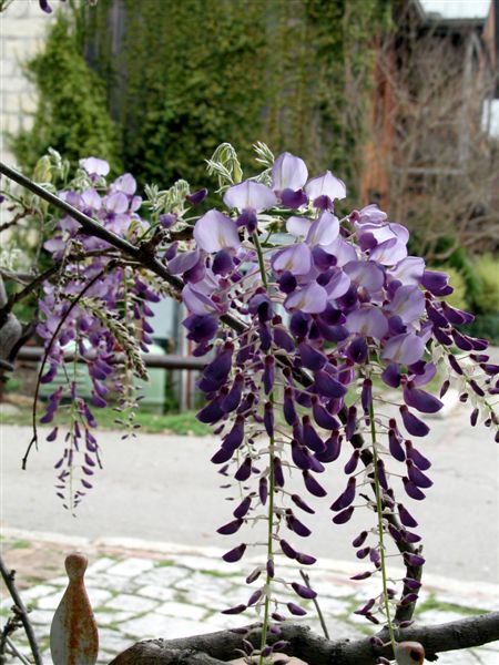 March 23 2004 052wisteria.jpg