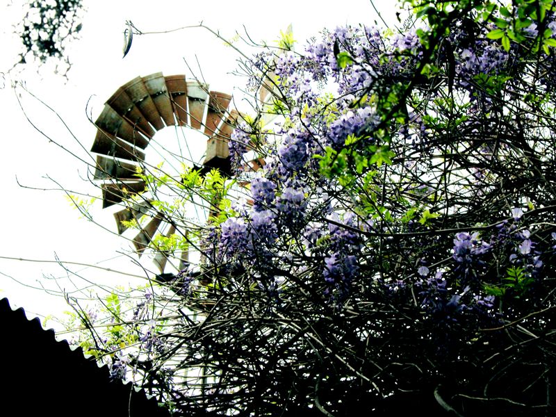 March 23 2004 058windmill.jpg
