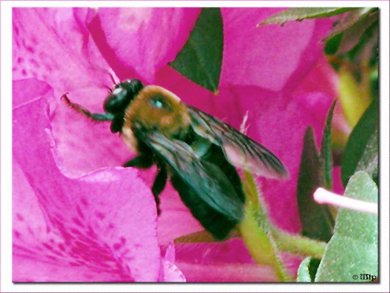 Bee