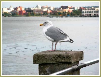Bored seagull watching harbour.