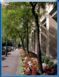 Tree lined downtown street.