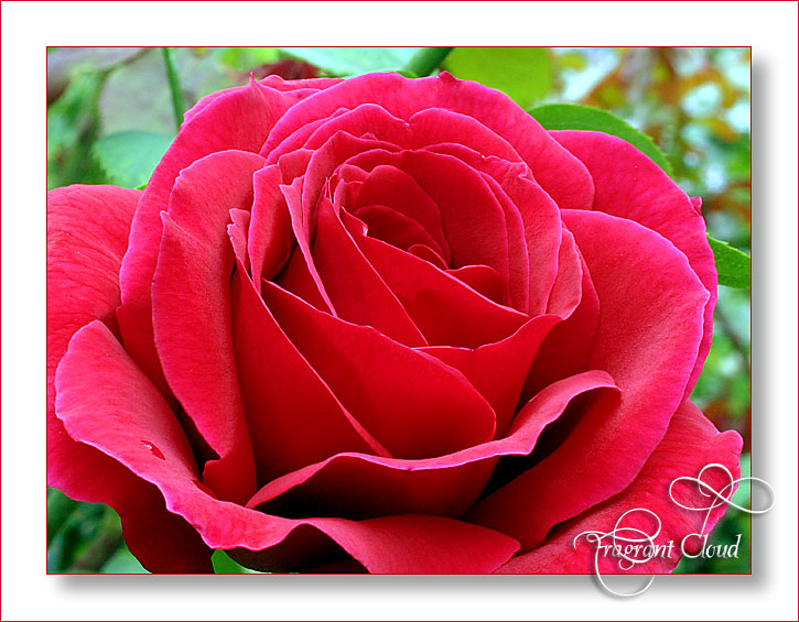 Fragrant Cloud