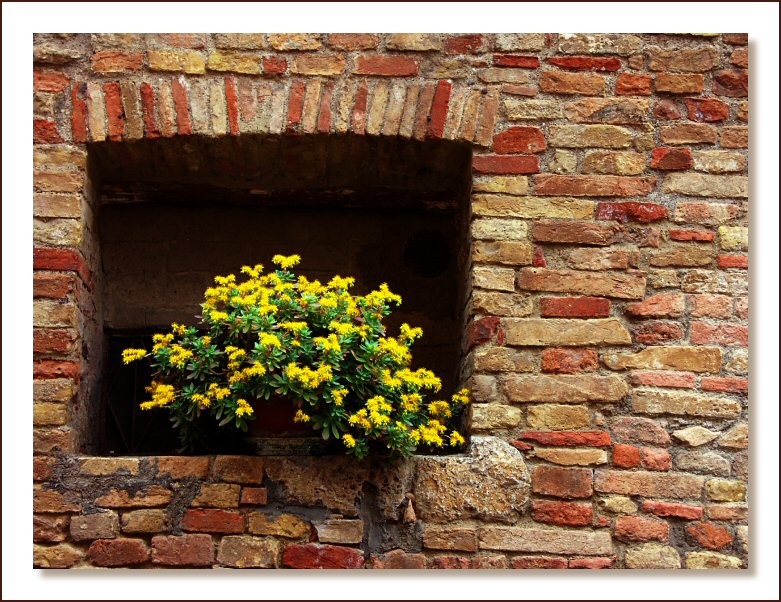 Window