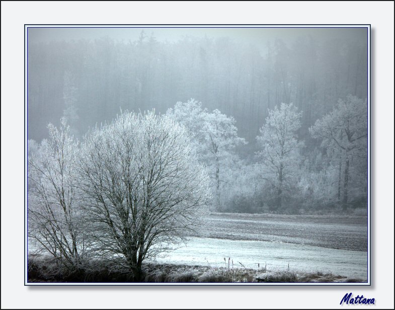 White World