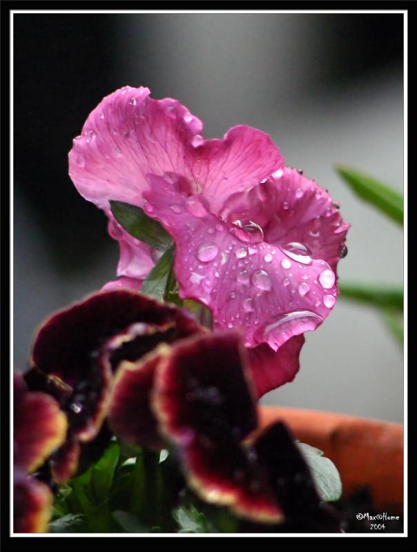 0187-PSE-ENH-NI-txt-crop.jpg