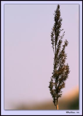 CRW_0878-PSE-ENH-F+S.jpg