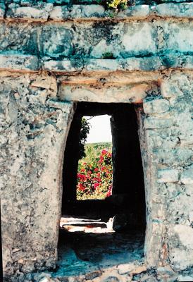 red flowers via Tulum portal