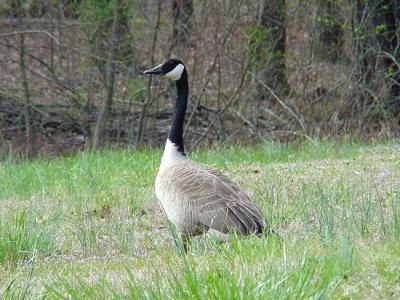 Canada Goose