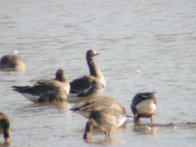 Greater White-fronted Goose