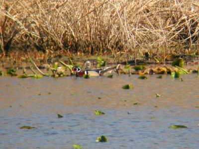 Wood Duck