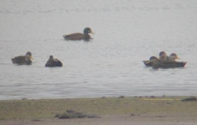American Black Duck