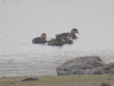 American Black Duck