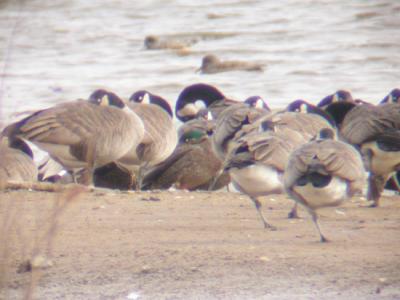 Mallard x AmericanBlack Duck hybrid