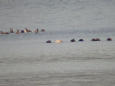 Gadwall