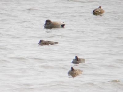 u42/mctodd/medium/27435909.Gadwall3.jpg